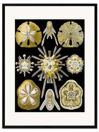 Plakat artystyczny premium w ramie Jeżowce, Echinoidea (Kunstformen der Natur, 1899)