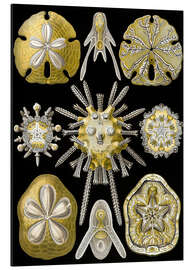 Magnettafel Seeigel, Echinoidea (Kunstformen der Natur, 1899)
