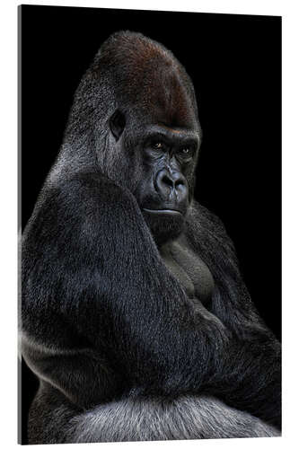 Acrylic print Silverback