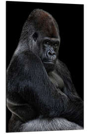 Magnettafel Der Silberrücken