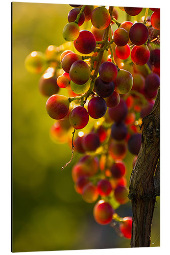 Aluminium print Grape vine in the evening sun