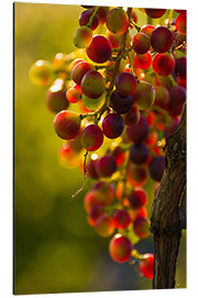 Aluminium print Grape vine in the evening sun