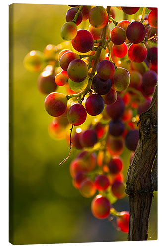 Canvas print Grape vine in the evening sun