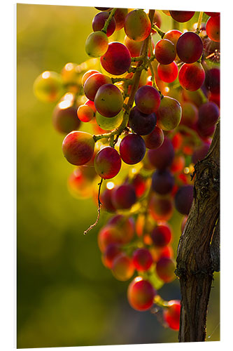 Foam board print Grape vine in the evening sun