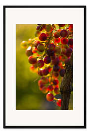 Gerahmter Kunstdruck Weintrauben Rebe in der Abendsonne