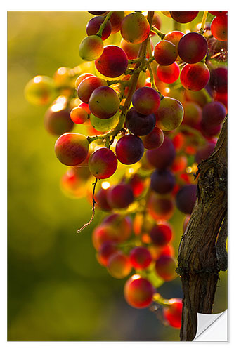 Vinilo para la pared Grape vine in the evening sun