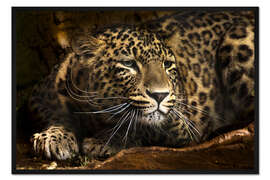 Gerahmter Kunstdruck Leopard auf der Lauer