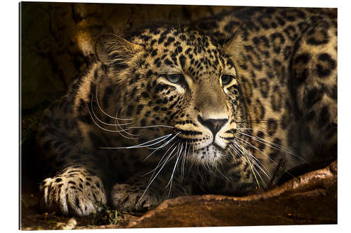 Tableau en plexi-alu Leopard on the lookout