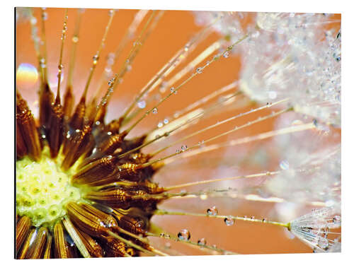 Alubild Pusteblume orange light II