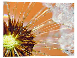 Foam board print Dandelion orange light II