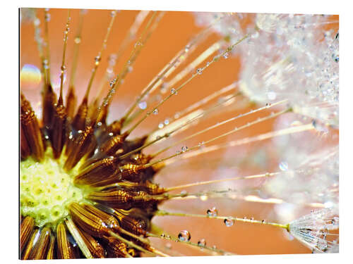 Gallery print Dandelion orange light II