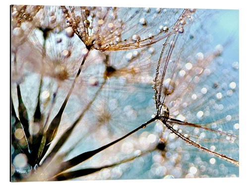 Aluminium print Pusteblume Bokeh Drops 