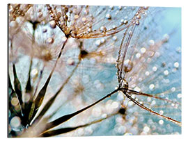 Alubild Pusteblume Bokeh Drops 