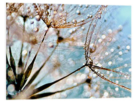 Foam board print Pusteblume Bokeh Drops 