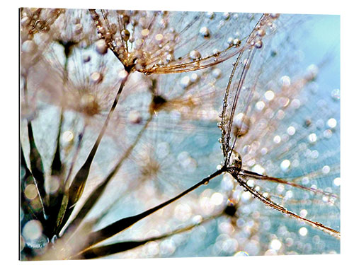 Galleritryck Pusteblume Bokeh Drops 