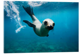 Akryylilasitaulu Curious California Sea Lion