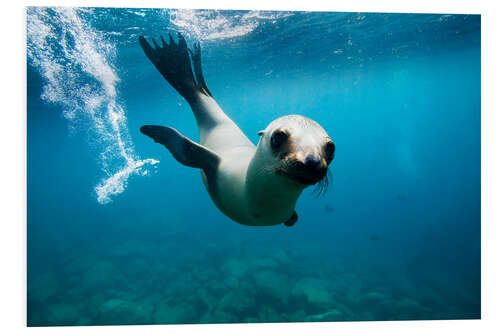 Foam board print Curious California Sea Lion