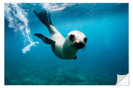 Selvklebende plakat Curious California Sea Lion