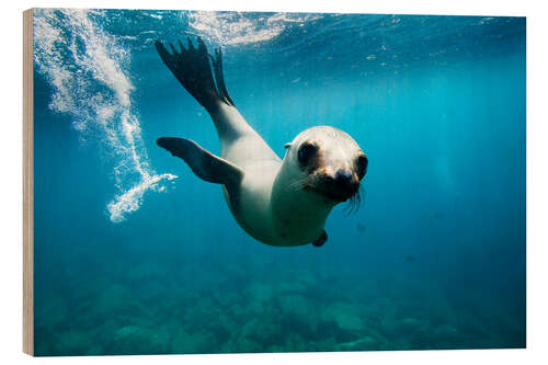 Wood print Curious California Sea Lion