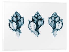 Tableau en aluminium Shells, coloured X-ray