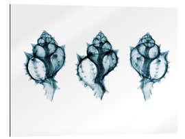 Gallery print Shells, coloured X-ray