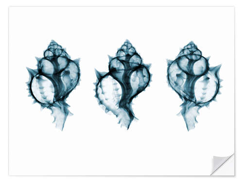 Selvklæbende plakat Shells, coloured X-ray