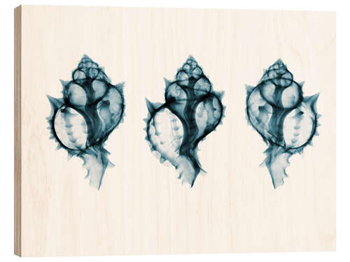 Stampa su legno Shells, coloured X-ray