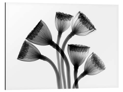 Aluminium print Lotus seedheads, X-ray