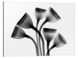 Tableau en aluminium Capsules de lotus aux rayons X