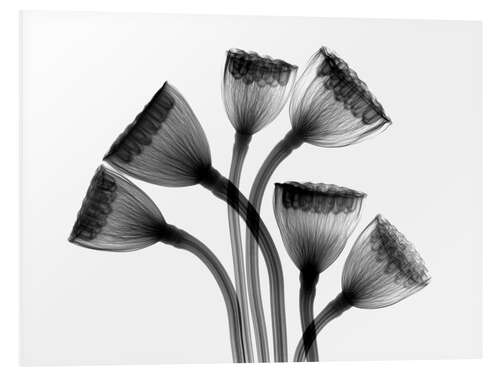 PVC-tavla Lotus seedheads, X-ray