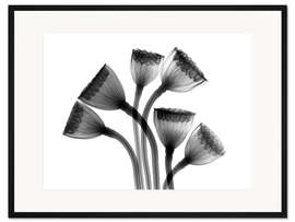 Gerahmter Kunstdruck Lotus Samenkapseln, Röntgenbild