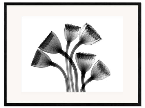 Stampa artistica con cornice Lotus seedheads, X-ray