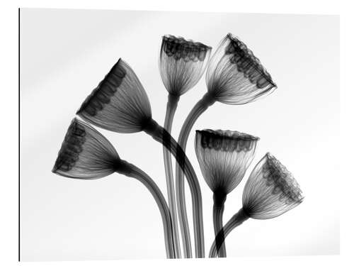 Galleriprint Lotus seedheads, X-ray