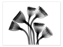 Poster  Lotus seedheads, X-ray