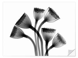 Selvklebende plakat Lotus seedheads, X-ray