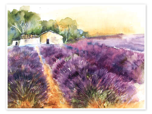 Poster Lavender field in Provence