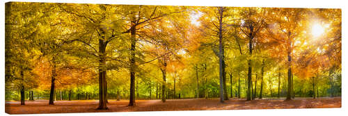 Leinwandbild Bunter Herbstwald im Sonnenlicht