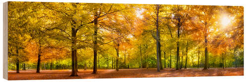 Cuadro de madera Bosque de otoño con rayos de sol