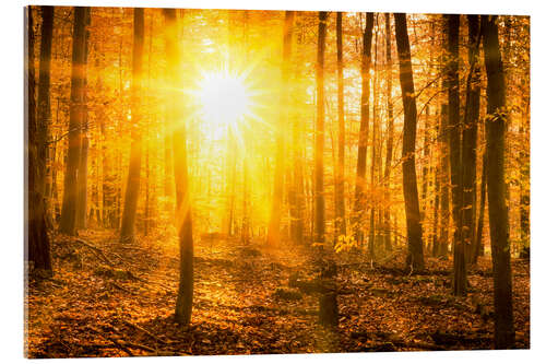 Acrylic print Autumn forest in the backlight