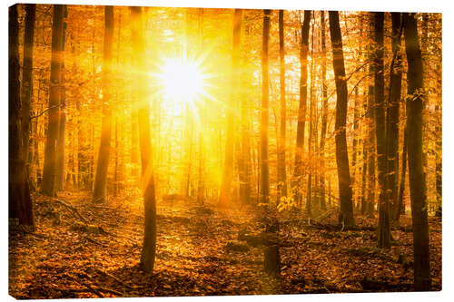 Leinwandbild Herbstwald im Gegenlicht