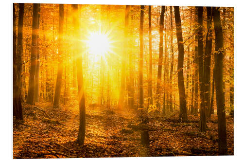 Hartschaumbild Herbstwald im Gegenlicht