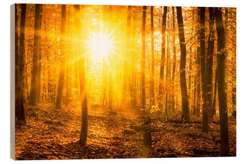 Cuadro de madera Autumn forest in the backlight