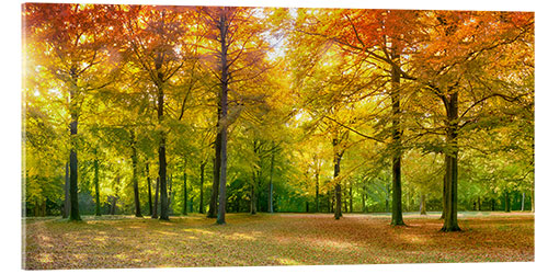 Acrylglasbild Herbstwald Panorama im Sonnenlicht