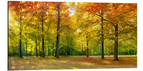 Aluminium print Autumn Forest Panorama in sunlight