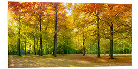 Foam board print Autumn Forest Panorama in sunlight