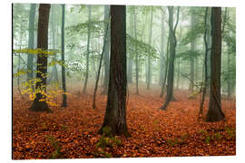 Cuadro de aluminio Red autumn leaves and fog in the forest