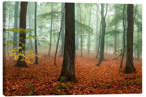 Canvastavla Red autumn leaves and fog in the forest