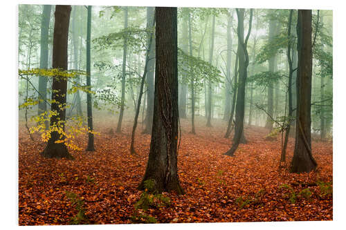 Tableau en PVC Feuilles d'automne rouges dans la forêt embrumée