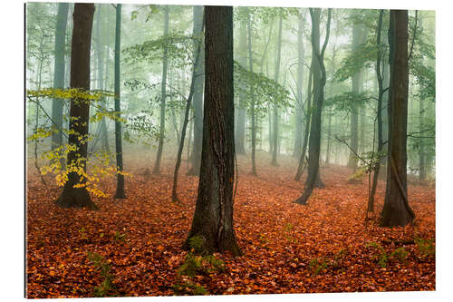 Gallery print Red autumn leaves and fog in the forest