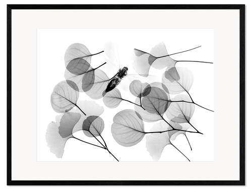 Impresión de arte enmarcada Ginkgo and bee